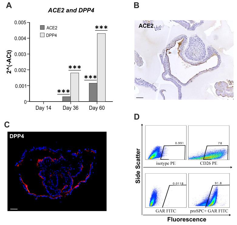 https://cdn.ncbi.nlm.nih.gov/pmc/blobs/73a1/8997767/360abba88b7b/cells-11-01235-g003.jpg