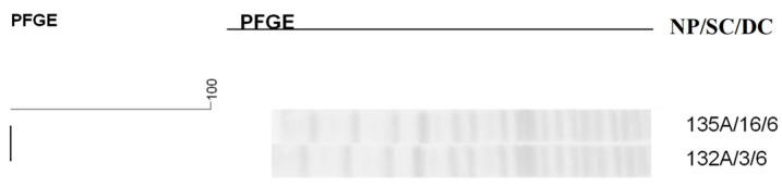 https://cdn.ncbi.nlm.nih.gov/pmc/blobs/73a5/12024293/15a28d744f82/antibiotics-14-00342-g009.jpg