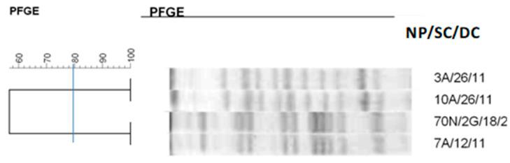 https://cdn.ncbi.nlm.nih.gov/pmc/blobs/73a5/12024293/5a19b472c767/antibiotics-14-00342-g008.jpg