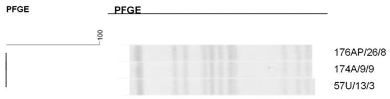 https://cdn.ncbi.nlm.nih.gov/pmc/blobs/73a5/12024293/81bb80f72cc6/antibiotics-14-00342-g006.jpg