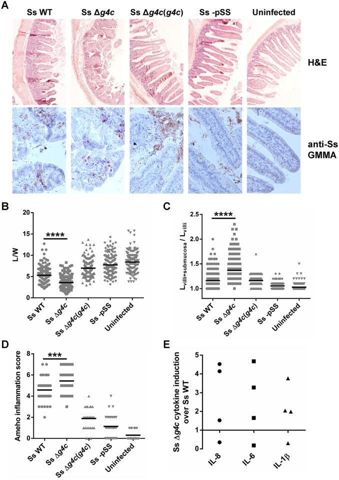 https://cdn.ncbi.nlm.nih.gov/pmc/blobs/73a6/4368438/0148cae6b65a/ppat.1004749.g005.jpg