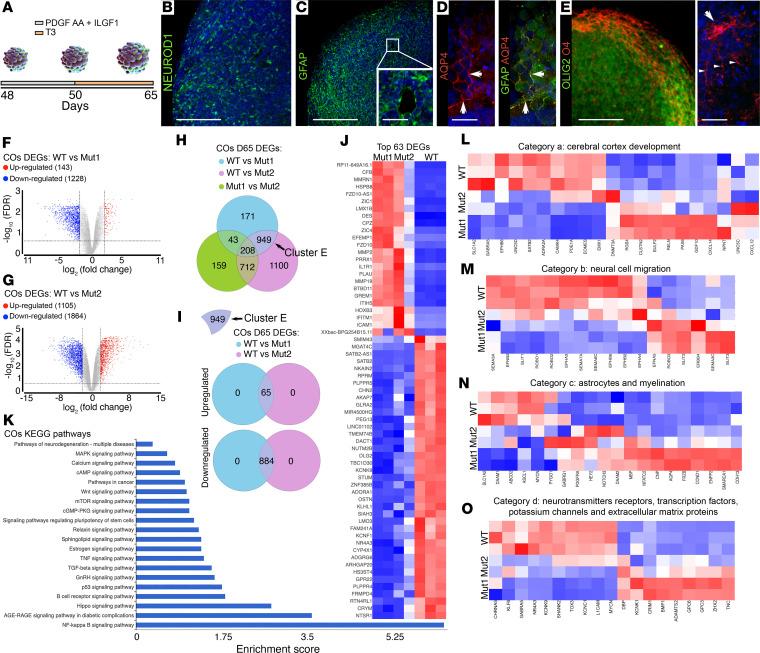 https://cdn.ncbi.nlm.nih.gov/pmc/blobs/73a8/11128209/31fddfc7dd33/jciinsight-9-174645-g179.jpg