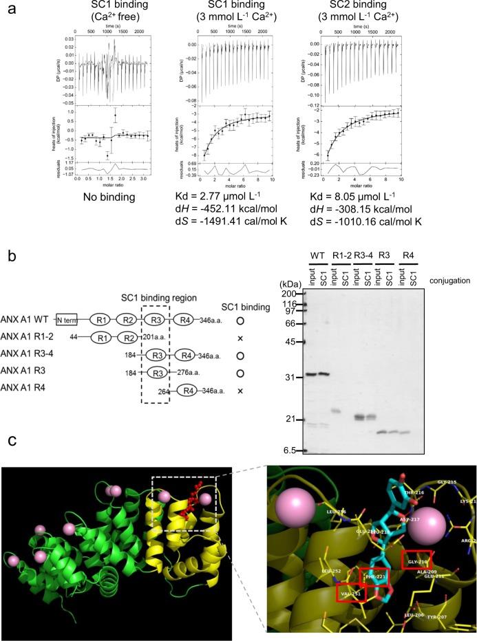 https://cdn.ncbi.nlm.nih.gov/pmc/blobs/73a9/7033200/8912f1abaf0f/41538_2020_64_Fig2_HTML.jpg