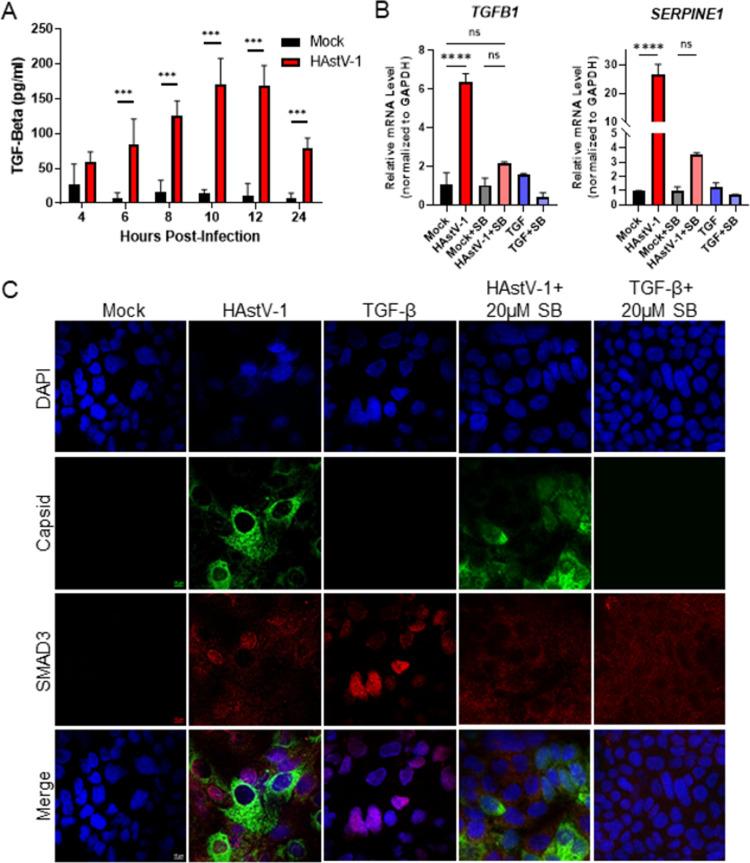 https://cdn.ncbi.nlm.nih.gov/pmc/blobs/73a9/9067694/0454dc55f2cc/ppat.1009716.g006.jpg