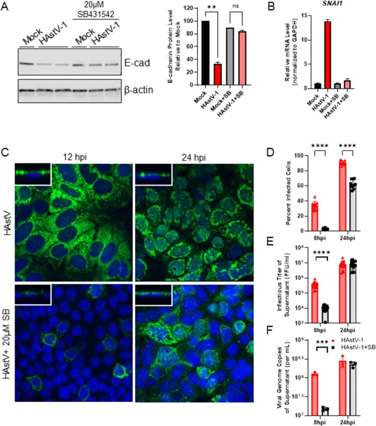 https://cdn.ncbi.nlm.nih.gov/pmc/blobs/73a9/9067694/dfb4228d041d/ppat.1009716.g007.jpg