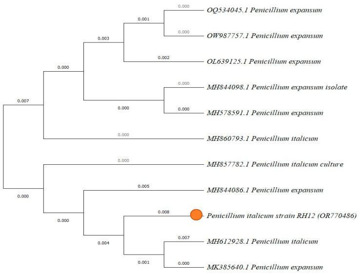 https://cdn.ncbi.nlm.nih.gov/pmc/blobs/73ae/11122932/5bfb4403f0aa/marinedrugs-22-00225-g007.jpg