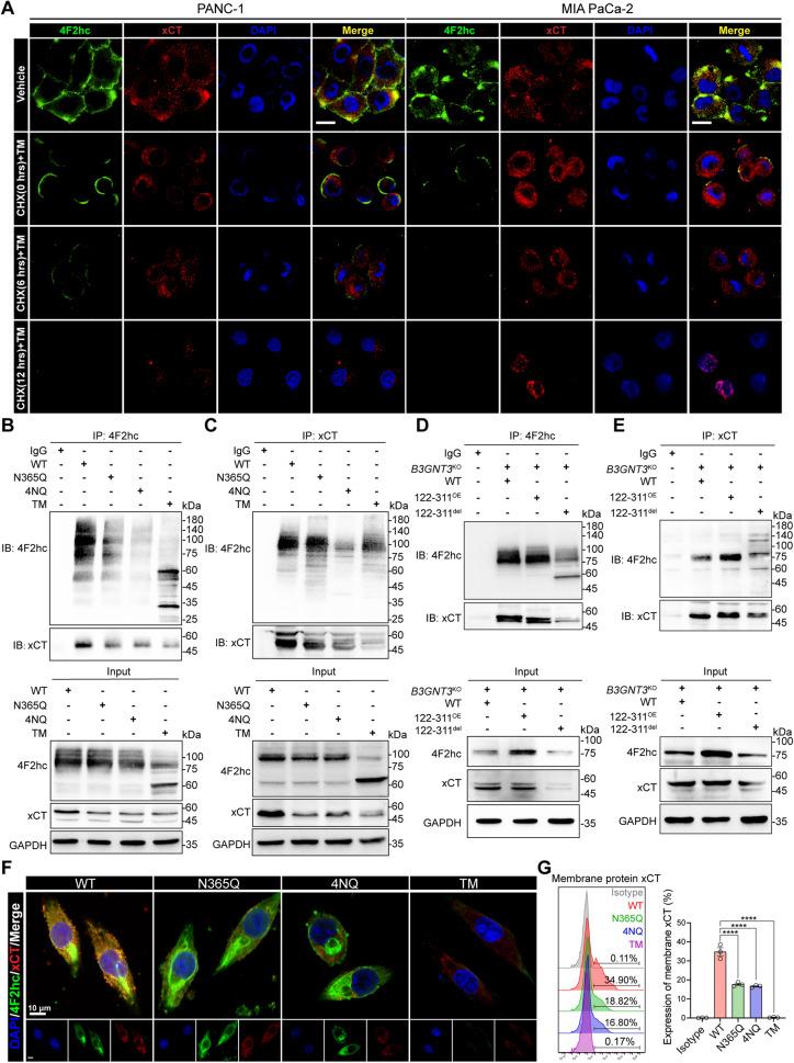 https://cdn.ncbi.nlm.nih.gov/pmc/blobs/73af/10406883/3ce7848a5e80/41418_2023_1188_Fig6_HTML.jpg