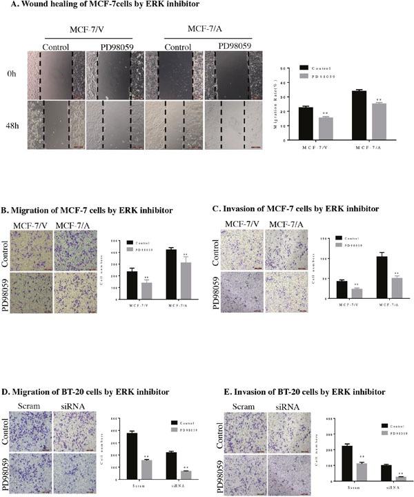 https://cdn.ncbi.nlm.nih.gov/pmc/blobs/73b0/5464903/bafa71fcea9b/oncotarget-08-33694-g005.jpg
