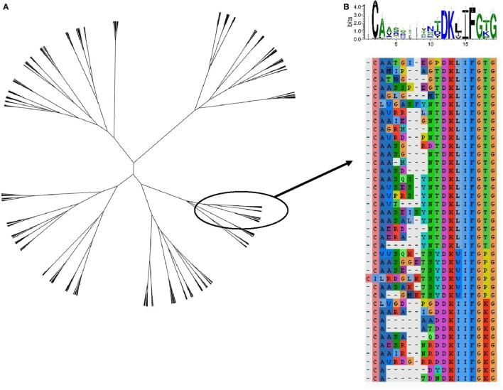 https://cdn.ncbi.nlm.nih.gov/pmc/blobs/73b2/5311069/e907f4ee3a0a/fimmu-08-00162-g007.jpg