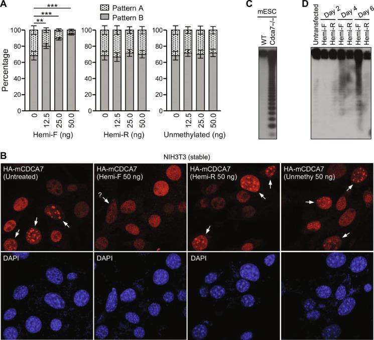https://cdn.ncbi.nlm.nih.gov/pmc/blobs/73b4/11343032/03f908b44517/sciadv.adr0036-f7.jpg