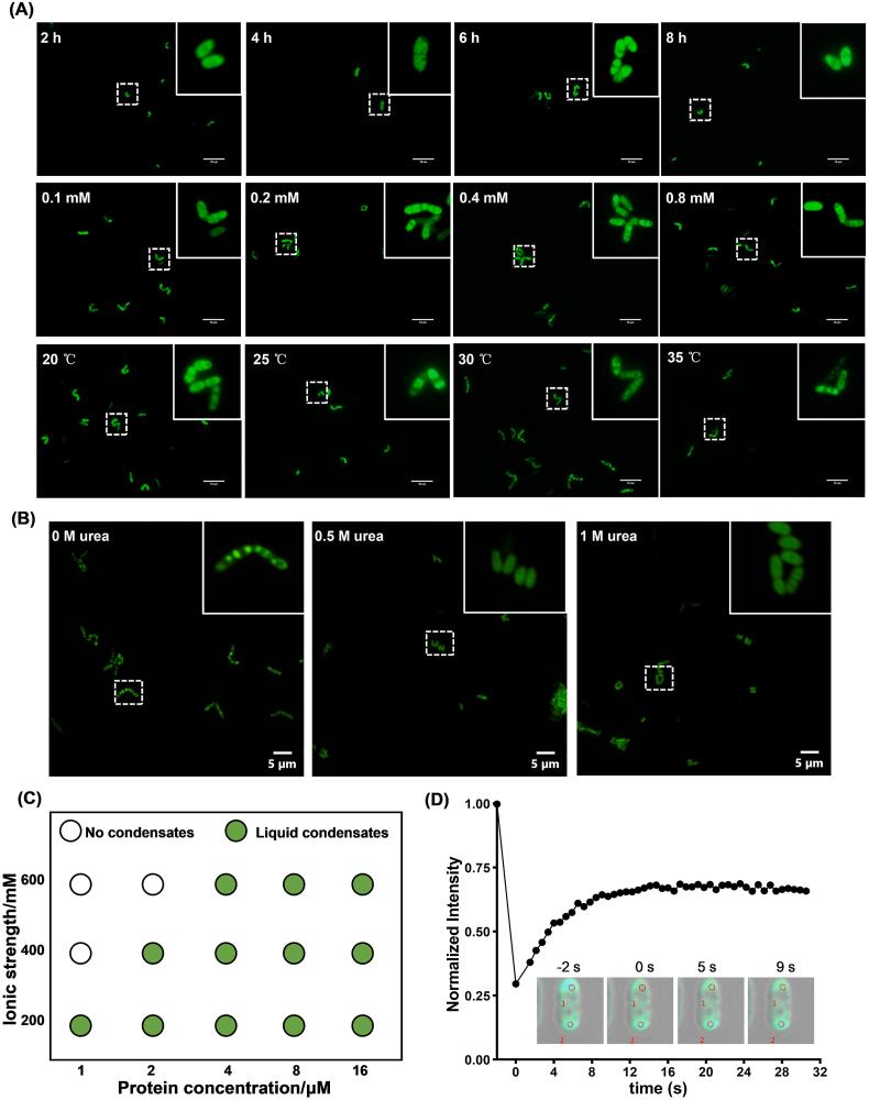 https://cdn.ncbi.nlm.nih.gov/pmc/blobs/73b4/12395988/03641e940a2b/gr2.jpg