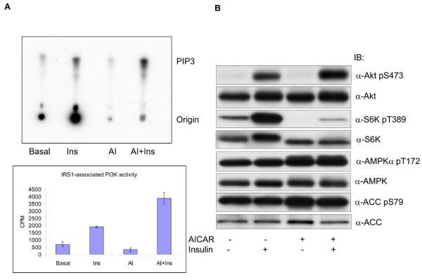 https://cdn.ncbi.nlm.nih.gov/pmc/blobs/73b5/2848036/d6677e2f1140/1750-2187-5-1-1.jpg