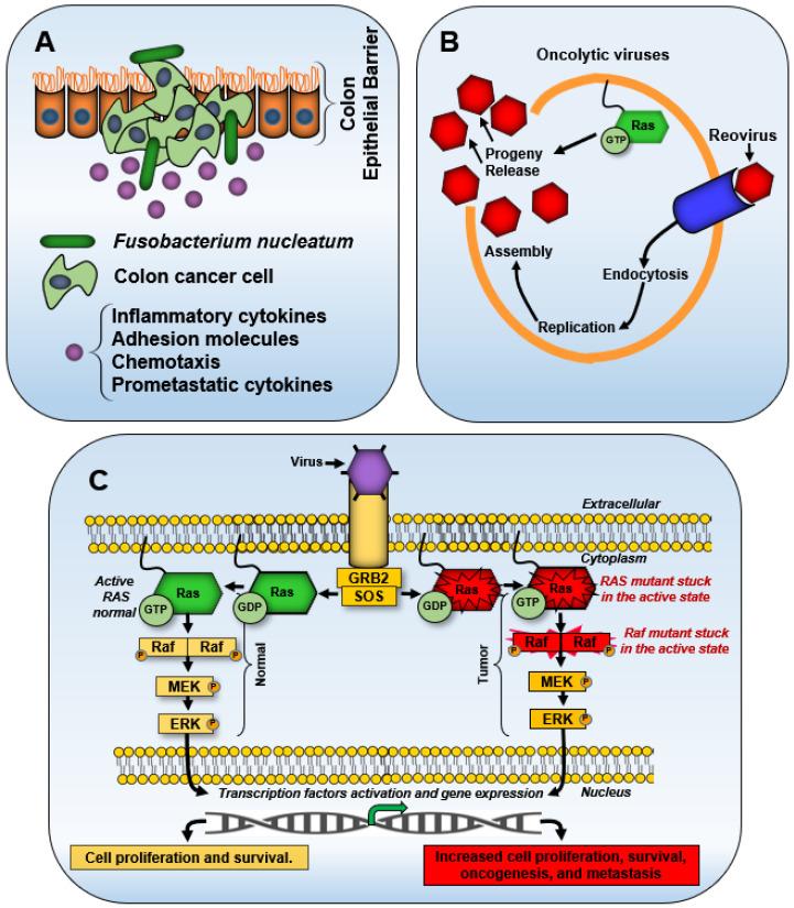 https://cdn.ncbi.nlm.nih.gov/pmc/blobs/73bc/12383533/4e76c1644329/biology-14-00936-g008.jpg