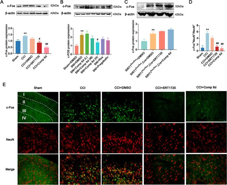 https://cdn.ncbi.nlm.nih.gov/pmc/blobs/73bd/11711878/fb7051f02d1c/10565_2024_9970_Fig6_HTML.jpg