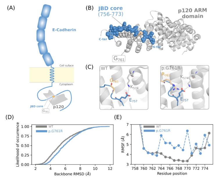 https://cdn.ncbi.nlm.nih.gov/pmc/blobs/73bd/8950196/06a045f52295/genes-13-00400-g005.jpg