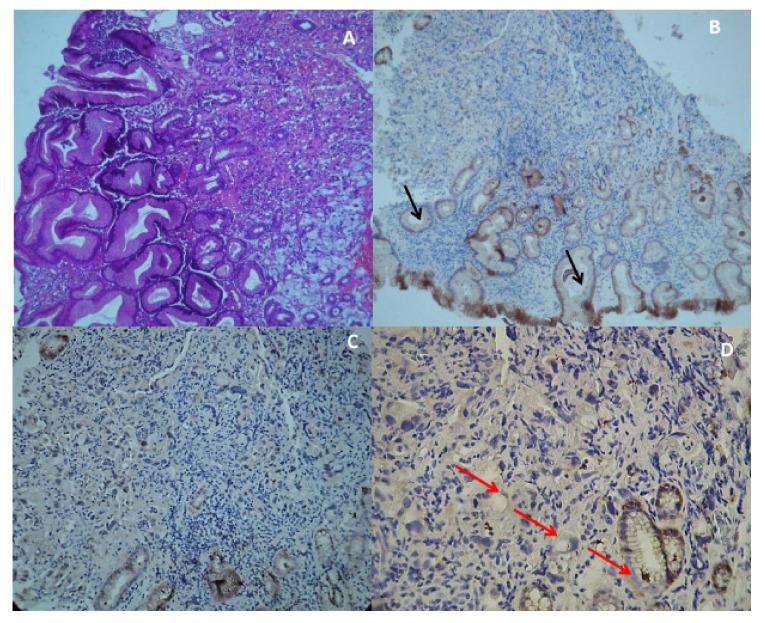 https://cdn.ncbi.nlm.nih.gov/pmc/blobs/73bd/8950196/a385c8181875/genes-13-00400-g003.jpg