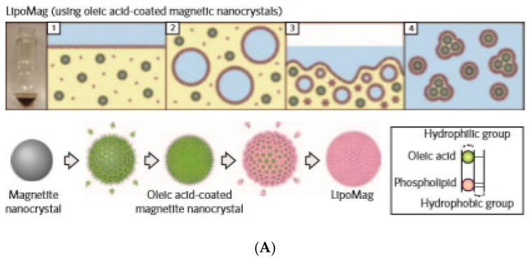 https://cdn.ncbi.nlm.nih.gov/pmc/blobs/73bf/7692798/9fec7f536783/nanomaterials-10-02178-g005a.jpg