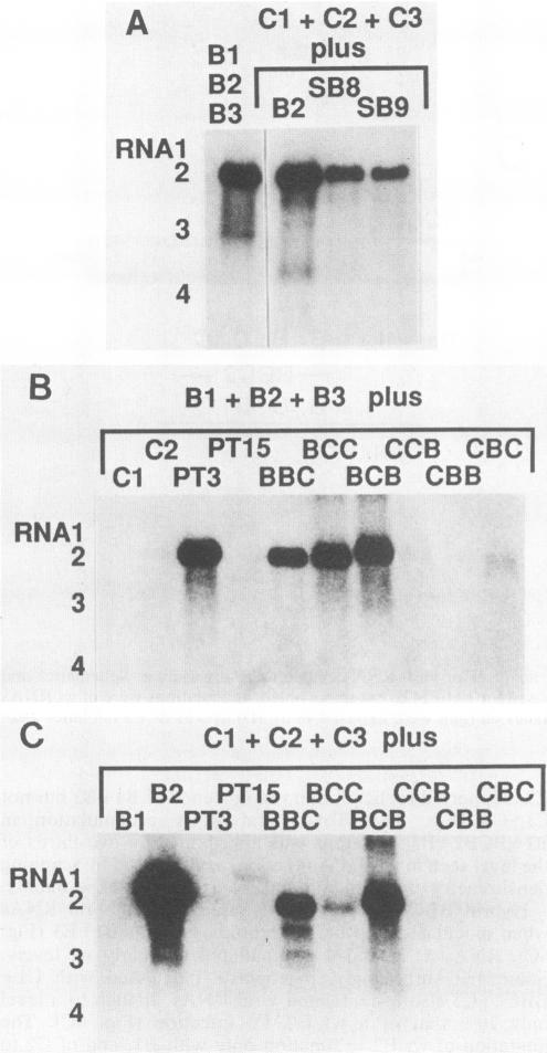 https://cdn.ncbi.nlm.nih.gov/pmc/blobs/73c3/249047/1b1f75f25599/jvirol00056-0090-a.jpg