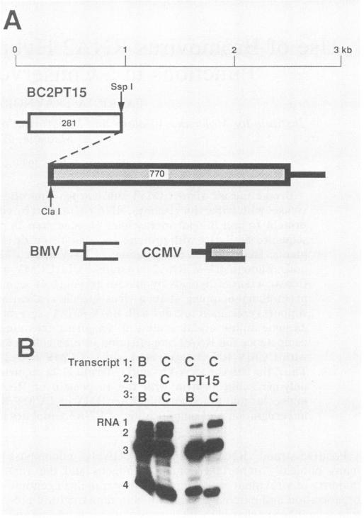 https://cdn.ncbi.nlm.nih.gov/pmc/blobs/73c3/249047/3db2f9c111a1/jvirol00056-0086-a.jpg