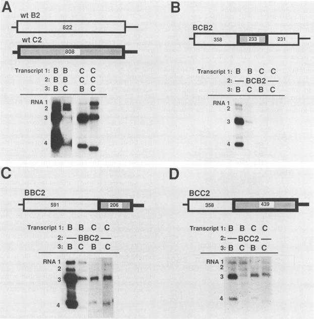 https://cdn.ncbi.nlm.nih.gov/pmc/blobs/73c3/249047/c745300ca9f9/jvirol00056-0089-a.jpg