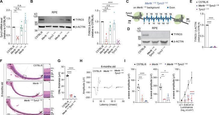 https://cdn.ncbi.nlm.nih.gov/pmc/blobs/73c3/9433089/55b586533ba0/elife-80530-fig4.jpg