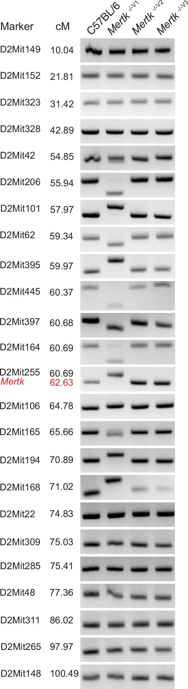 https://cdn.ncbi.nlm.nih.gov/pmc/blobs/73c3/9433089/d0210b740221/elife-80530-fig3-figsupp1.jpg