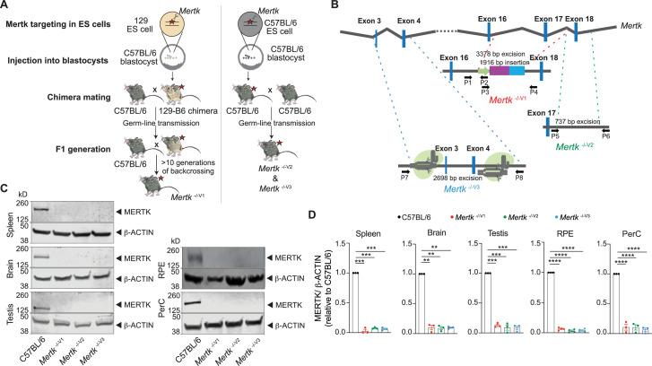 https://cdn.ncbi.nlm.nih.gov/pmc/blobs/73c3/9433089/ecef707aaeba/elife-80530-fig1.jpg