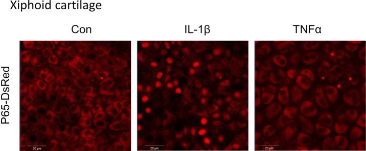 https://cdn.ncbi.nlm.nih.gov/pmc/blobs/73c4/4638193/40289d794d87/figs2.jpg