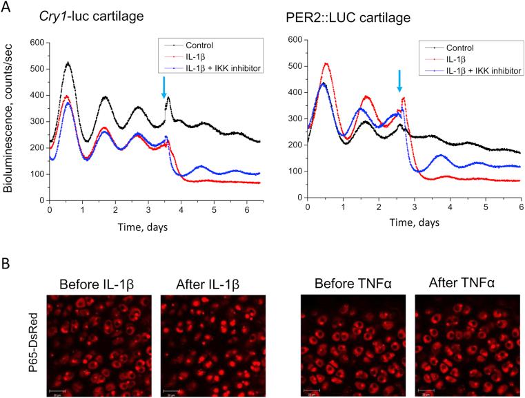 https://cdn.ncbi.nlm.nih.gov/pmc/blobs/73c4/4638193/7f77d8fda986/gr3.jpg