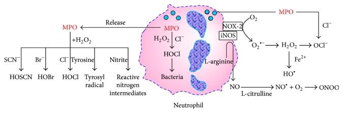 https://cdn.ncbi.nlm.nih.gov/pmc/blobs/73c5/4834151/0a53657ec88d/OMCL2016-1069743.001.jpg