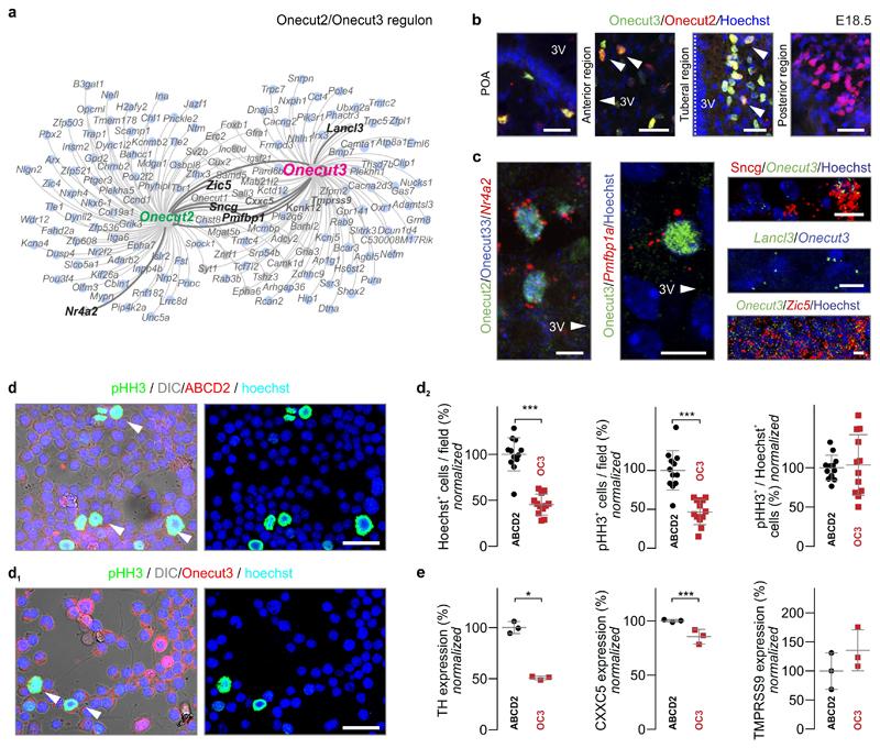 https://cdn.ncbi.nlm.nih.gov/pmc/blobs/73c7/7292733/dd41d4ecc63d/EMS85981-f010.jpg