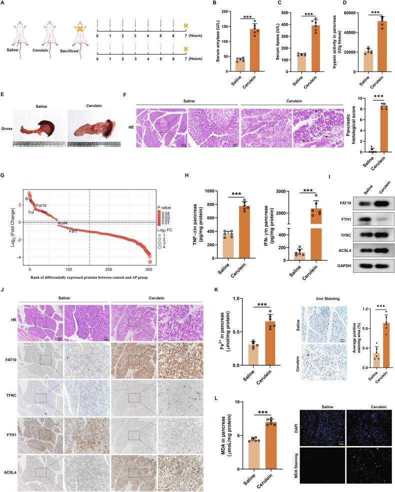 https://cdn.ncbi.nlm.nih.gov/pmc/blobs/73c9/12081885/2c2afddf92e9/41419_2025_7715_Fig1_HTML.jpg
