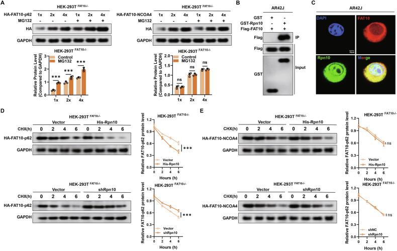 https://cdn.ncbi.nlm.nih.gov/pmc/blobs/73c9/12081885/6857bcad2b2d/41419_2025_7715_Fig5_HTML.jpg