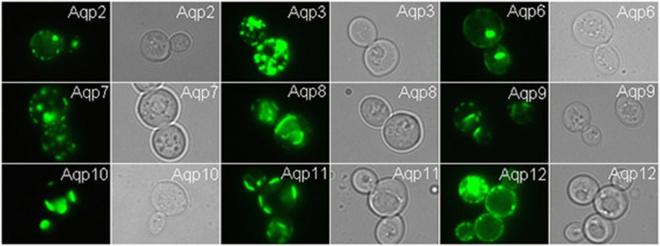 https://cdn.ncbi.nlm.nih.gov/pmc/blobs/73cb/5715081/132364955a59/41598_2017_17095_Fig5_HTML.jpg