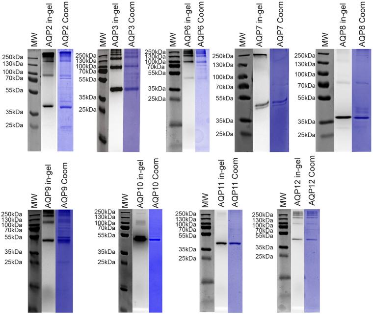 https://cdn.ncbi.nlm.nih.gov/pmc/blobs/73cb/5715081/8dc3c053d42e/41598_2017_17095_Fig9_HTML.jpg