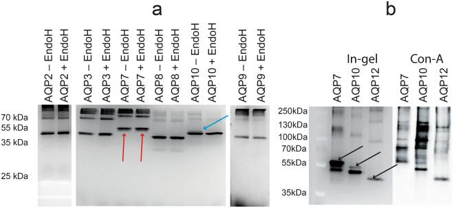 https://cdn.ncbi.nlm.nih.gov/pmc/blobs/73cb/5715081/bff51feef7f2/41598_2017_17095_Fig6_HTML.jpg