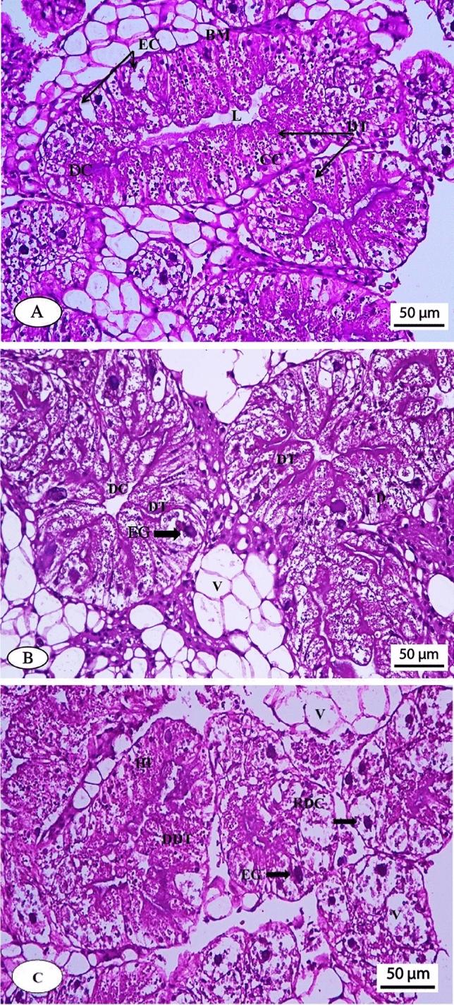 https://cdn.ncbi.nlm.nih.gov/pmc/blobs/73cc/11252299/64e7d79ce603/41598_2024_66416_Fig4_HTML.jpg