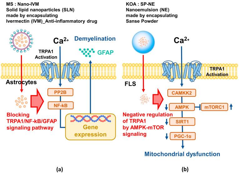 https://cdn.ncbi.nlm.nih.gov/pmc/blobs/73ce/11395144/cc8a10c8090b/ijms-25-09234-g003.jpg