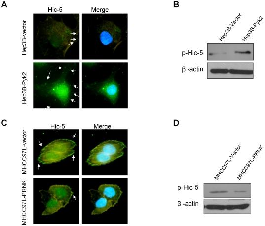 https://cdn.ncbi.nlm.nih.gov/pmc/blobs/73d1/3080371/4d72d1efb5ae/pone.0018878.g003.jpg