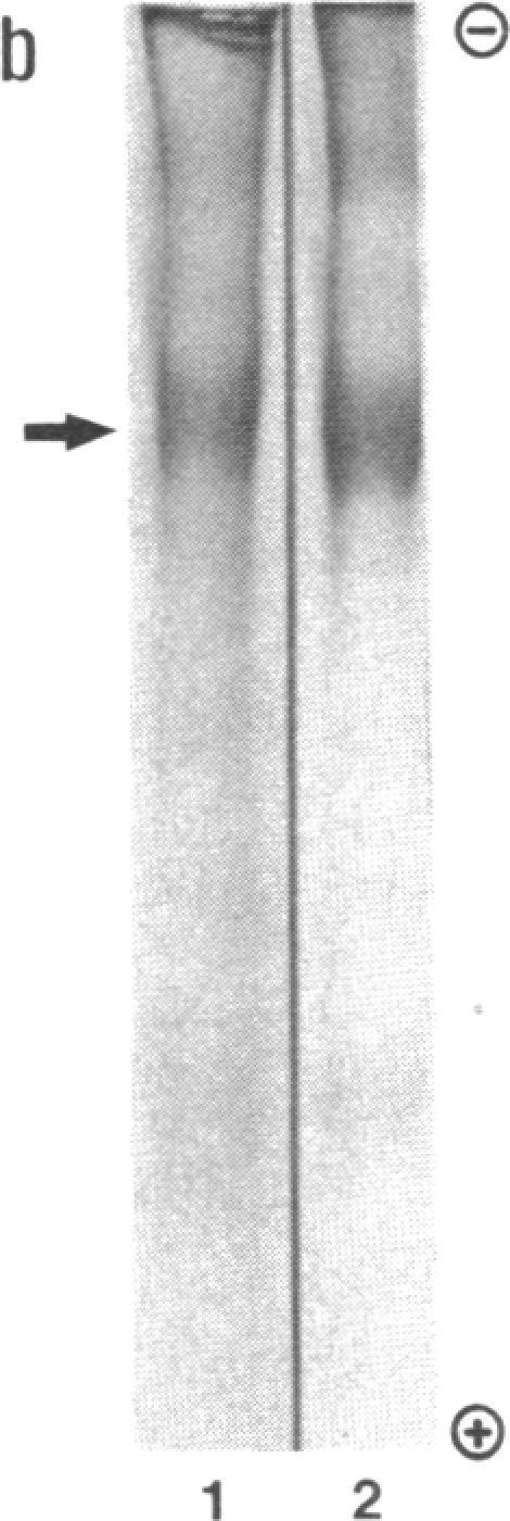 https://cdn.ncbi.nlm.nih.gov/pmc/blobs/73d2/323818/8de28385fe0d/pnas00317-0172-b.jpg