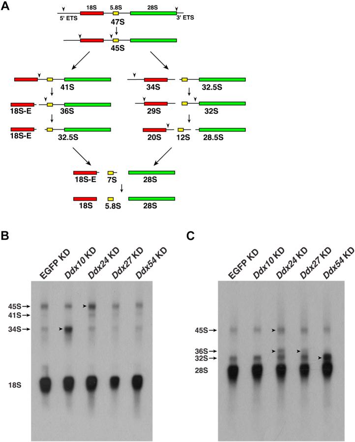 https://cdn.ncbi.nlm.nih.gov/pmc/blobs/73d2/8461376/83d596970bcf/gr3.jpg