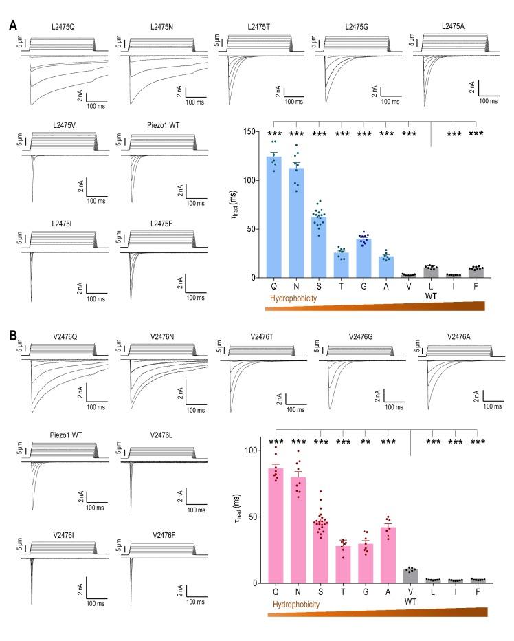 https://cdn.ncbi.nlm.nih.gov/pmc/blobs/73d3/6349400/79213ff780c0/elife-44003-fig3.jpg