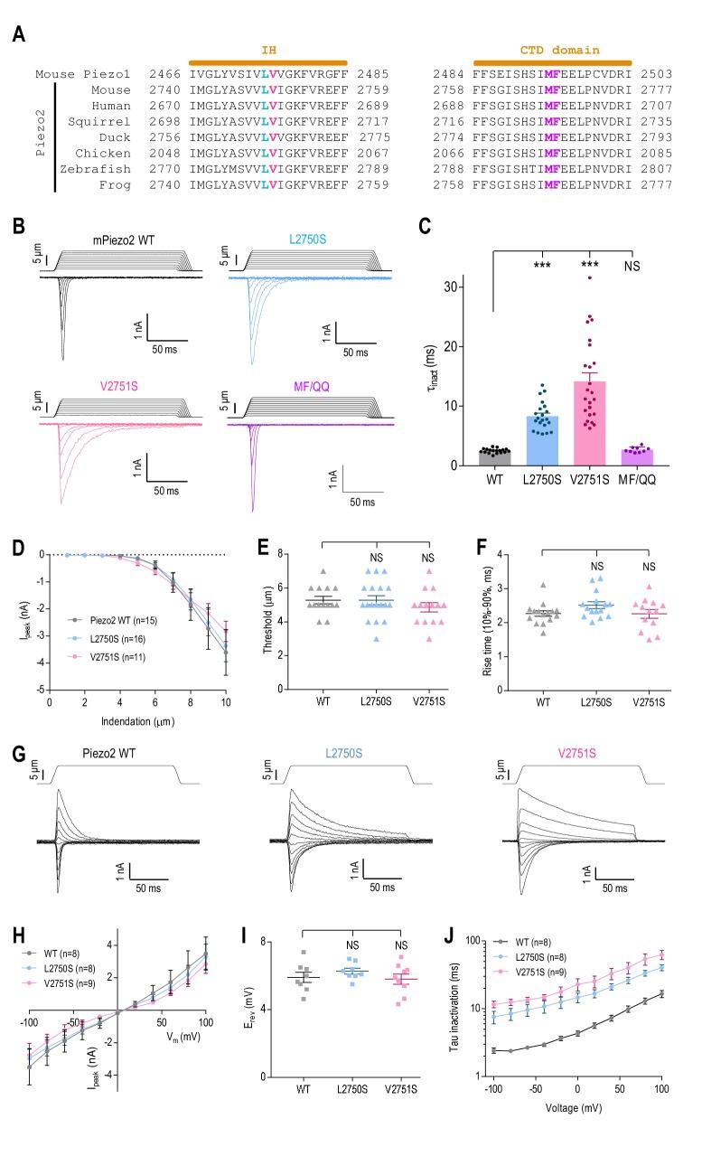 https://cdn.ncbi.nlm.nih.gov/pmc/blobs/73d3/6349400/e9e7bcac3a4a/elife-44003-fig5.jpg