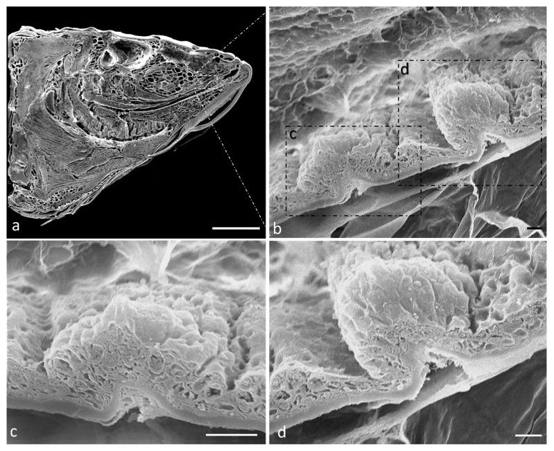https://cdn.ncbi.nlm.nih.gov/pmc/blobs/73d4/10648301/cc7a8098db36/ijms-24-15619-g001.jpg