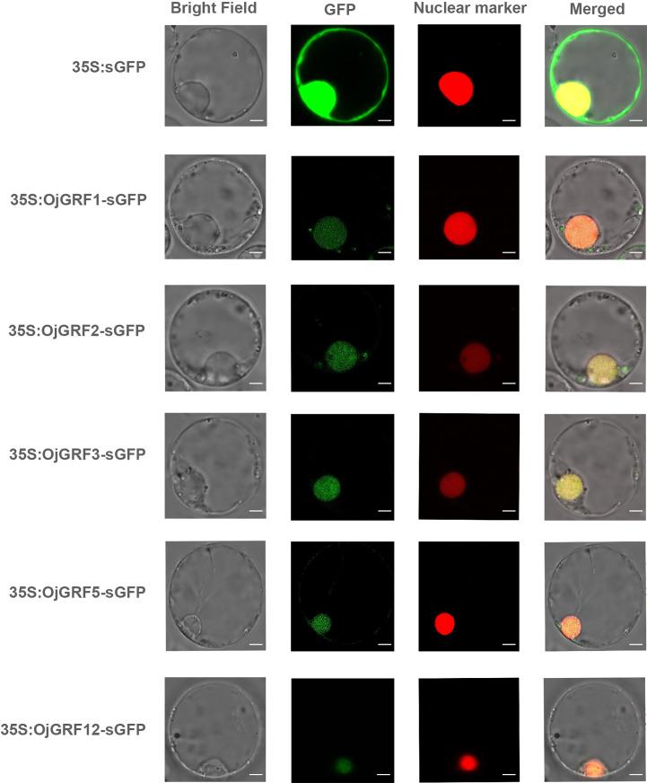 https://cdn.ncbi.nlm.nih.gov/pmc/blobs/73d6/10102486/235f8083dc63/fpls-14-1174955-g006.jpg