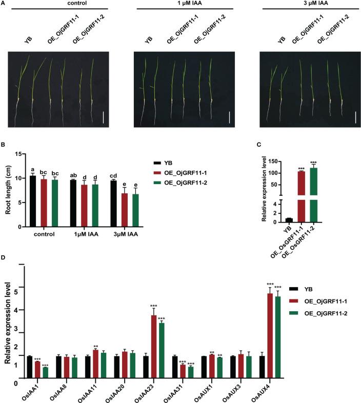 https://cdn.ncbi.nlm.nih.gov/pmc/blobs/73d6/10102486/3b3e4660b717/fpls-14-1174955-g011.jpg
