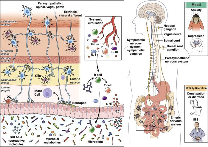https://cdn.ncbi.nlm.nih.gov/pmc/blobs/73d7/10208985/9d93738f02cc/41380_2023_1972_Fig2_HTML.jpg