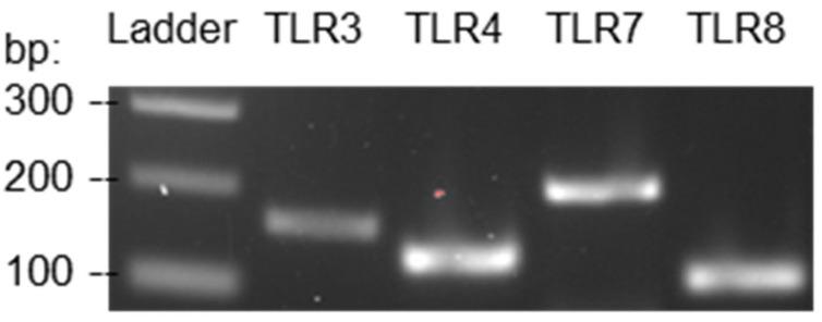 https://cdn.ncbi.nlm.nih.gov/pmc/blobs/73da/10224459/0eb046df62f7/viruses-15-01198-g001.jpg