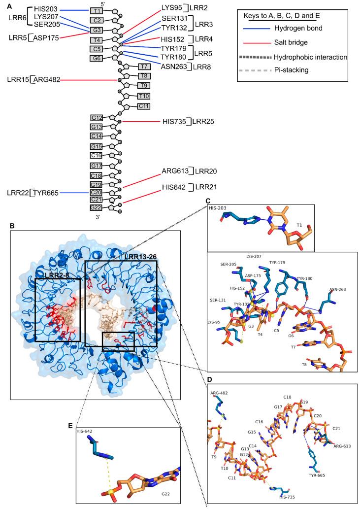 https://cdn.ncbi.nlm.nih.gov/pmc/blobs/73df/10573802/67484415bc4f/ijms-24-14990-g004.jpg