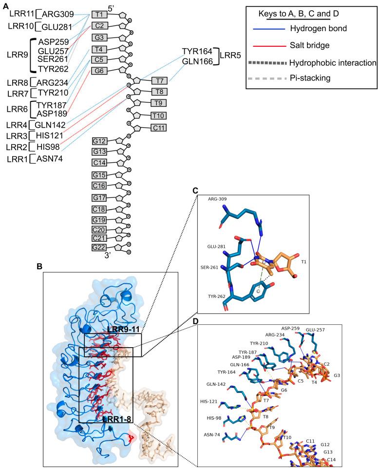 https://cdn.ncbi.nlm.nih.gov/pmc/blobs/73df/10573802/7aba10438075/ijms-24-14990-g003.jpg